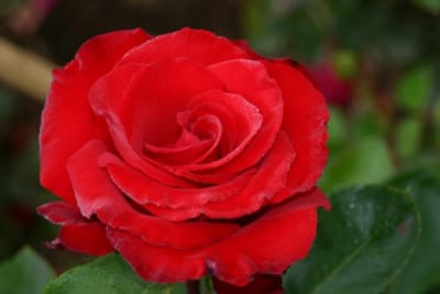 Red Dominica (Ht)1
