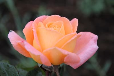 Rosemary Harkness - Naranjo2