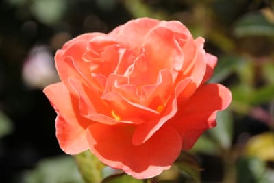 Betty Harkness (Fl)1