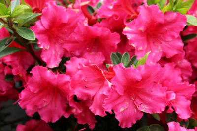 Azalea Fucsia Flor Grande MCI231