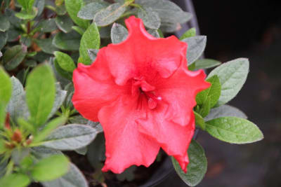 Azalea Roja1