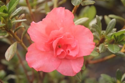 Azalea Salmón1