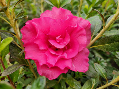 Azalea Fucsia Doble1