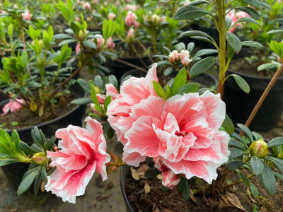 Azalea salmón/blanco