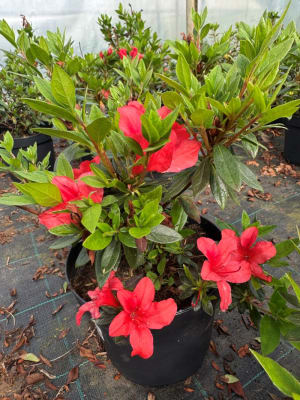 Azalea Roja Simple