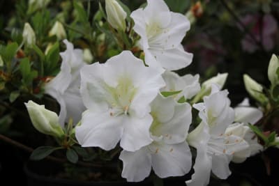 Azalea Blanca simple MCI235