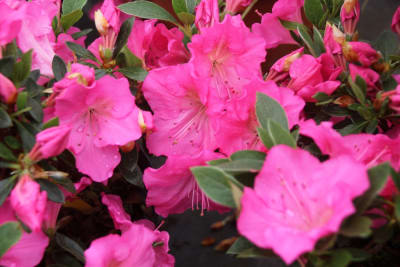 Azalea Rosada Simple MCI23