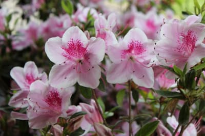 Azalea Jaspeada Ros/Blanco MCI233