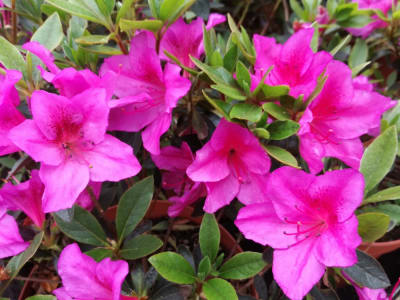 Azalea Lila simple