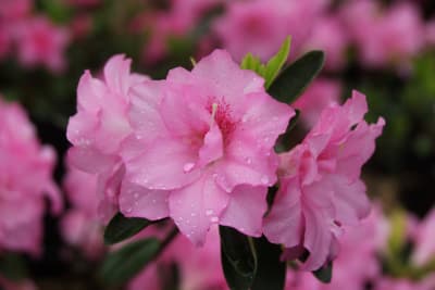 Azalea Rosada MCI234