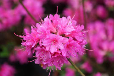 Azalea Fucsia Flor Chica MCI23