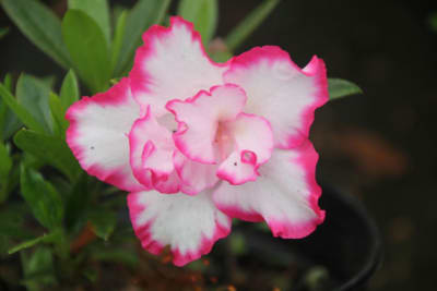Azalea Blanca Borde Rosado MCI23