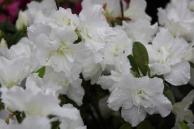 Azalea Blanca Flor Doble