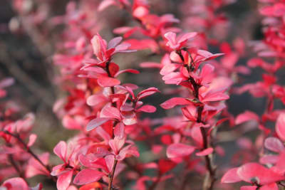 Berberis thunbergii atrop.