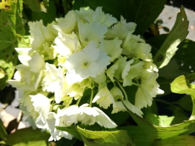 Hortensia Blanca