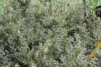 Boj Variegado