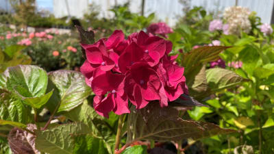 Hortensia Burdeo1