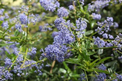 Ceanothus Arbustivo MCI232