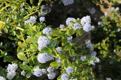 Ceanothus Rastrero MCI23