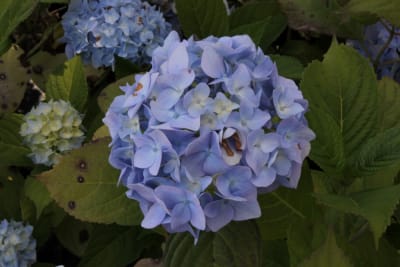 Hortensia Celeste