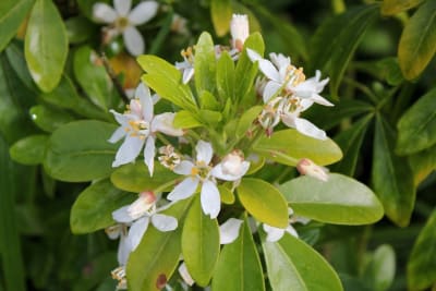 Choisya ternata MCI231