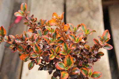 Coprosma Variegado