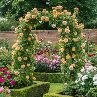 Crown Princess Margareta2