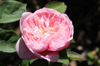 The Alnwick Rose (Fl)2