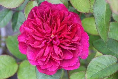 Darcey Bussell (Fl)