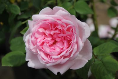 Scepter D´Isle (Fl)