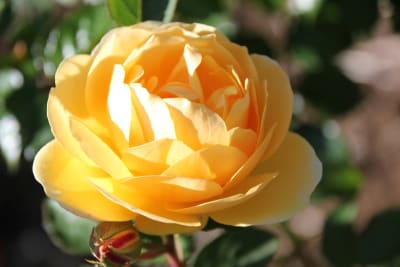 Golden Celebration (Fl)1