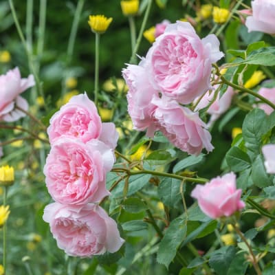 Wisley 2008 (Fl)