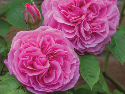 Gertrude Jekyll (Ht)1
