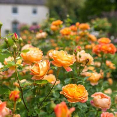 Lady of Shalott (Fl)