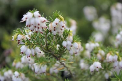 Erica de Invierno Blanca MCI233