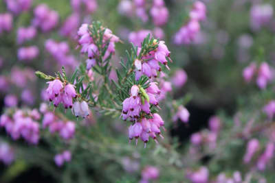 Erica de Invierno Rosada MCI23