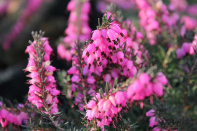 Erica de Invierno Morada MCI231