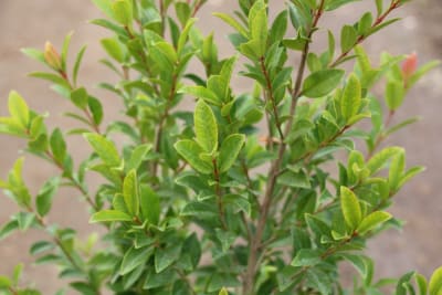 Eugenia myrtifolia2