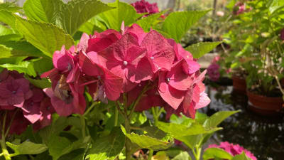 Hortensia Fucsia