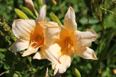 Hemerocalis Damasco #11