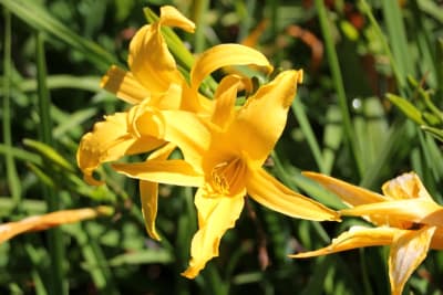 Hemerocalis Amarillo #41