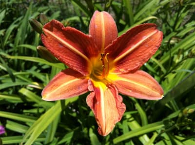 Hemerocalis naranjo #9