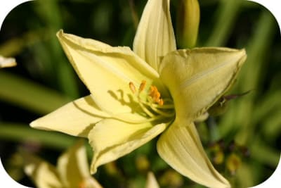 Hemerocalis Amarillo Pálido #101