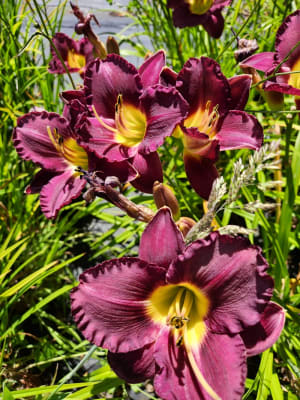 Hemerocalis Morado #11