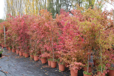 Acer japónico MCL272