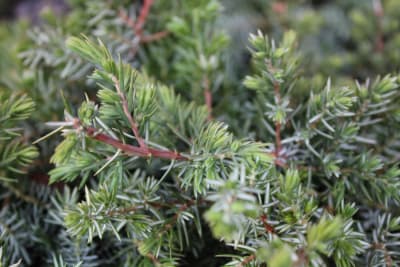 Jun. Horizontalis ''Conferta'' MCI23