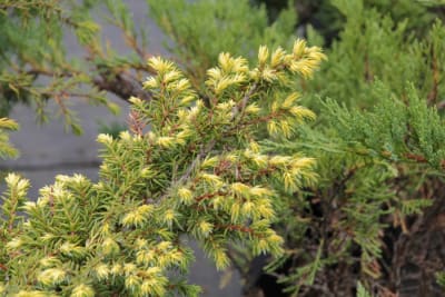 Jun. Communis ''Depressa aurea'' MCI231