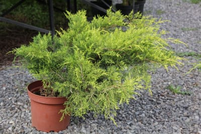 Jun X media ''Pfitzeriana aurea'' MCI232