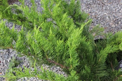 Jun X media ''Pfitzeriana'' MCI232