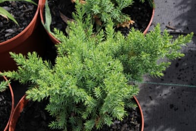 Jun procumbens Nana1